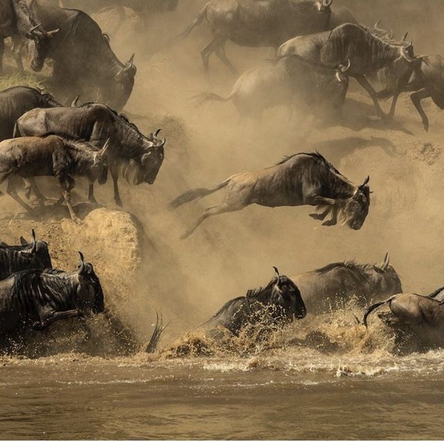 Great Migration in Serengeti National Park