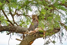 Predator Encounters in the Serengeti