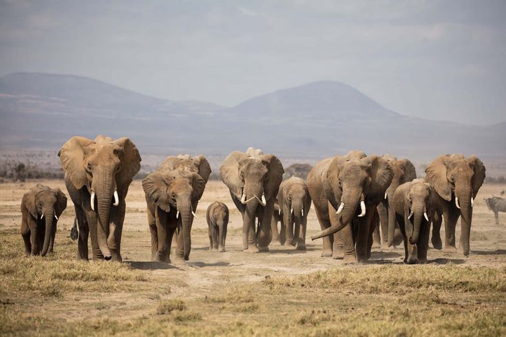 Giant Elephant Herds in Tarangire