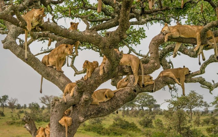 Tree-Climbing Lions of Lake Manyara