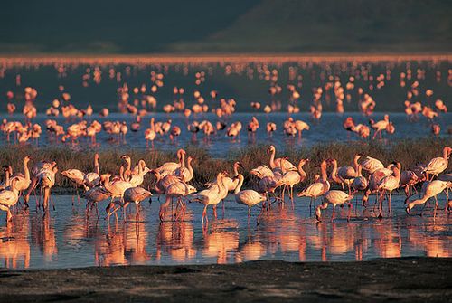 Flamingos Along Lake Manyara Shore
