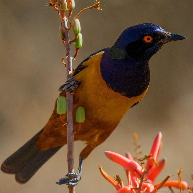 Birdwatching Paradise in Tarangire National Park