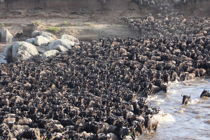 6-Day Mara, Serengeti & Ngorongoro in One Epic Journey Tanzania