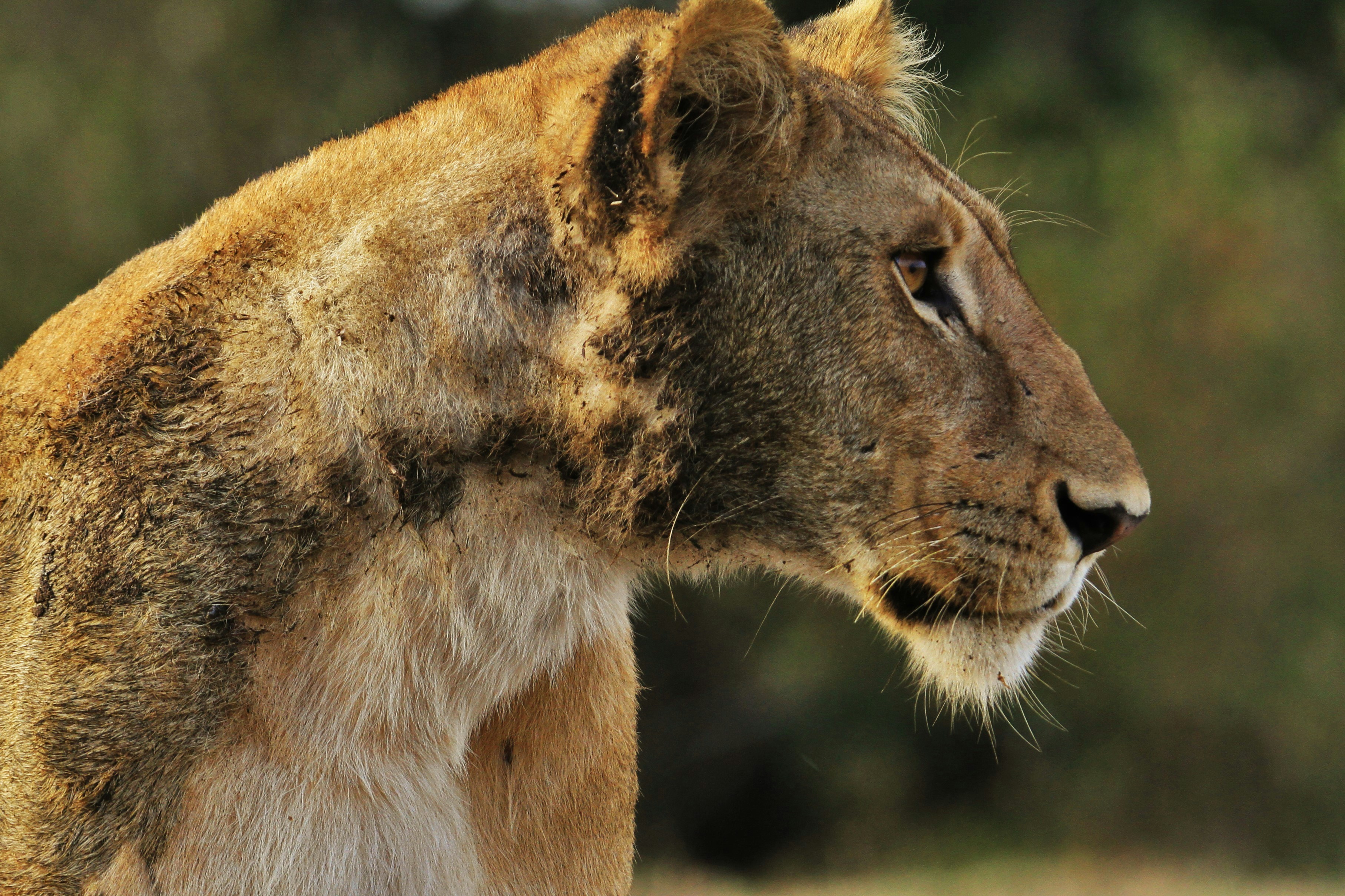 Lake Manyara National Park