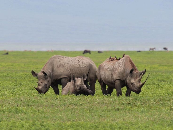 Ngorongoro Crater Safari Tanzania
