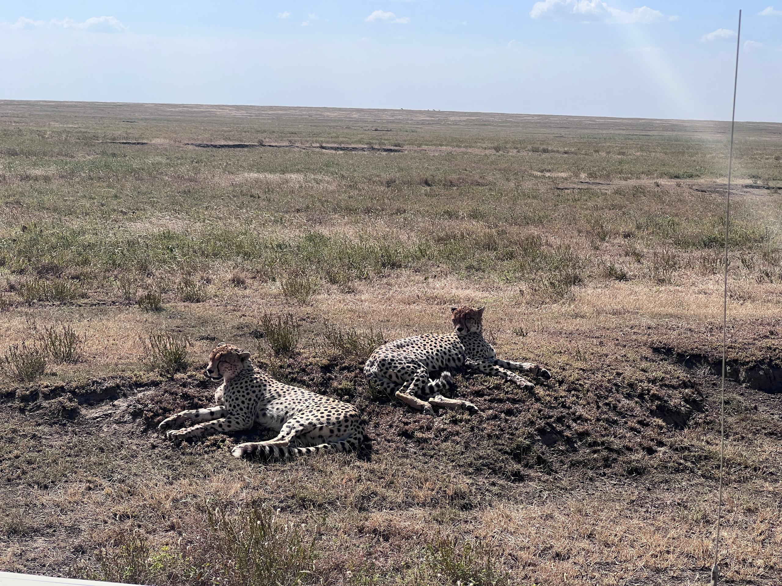 Best Tanzania Safari for First-Time Visitors: A Complete Guide