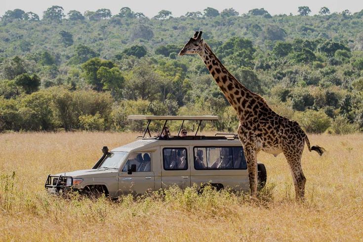 Discover the Magic of Tanzania Safari – The Ultimate African Wildlife Adventure