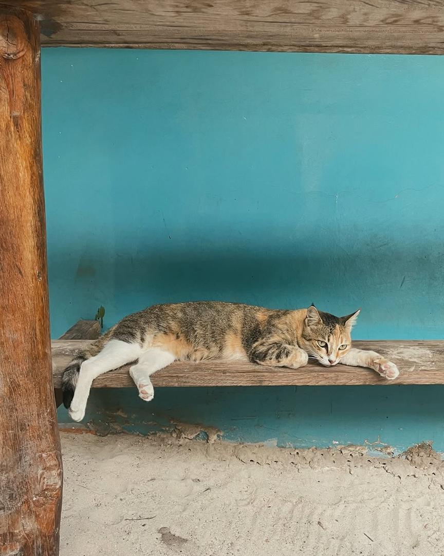 Cat in Zanzibar