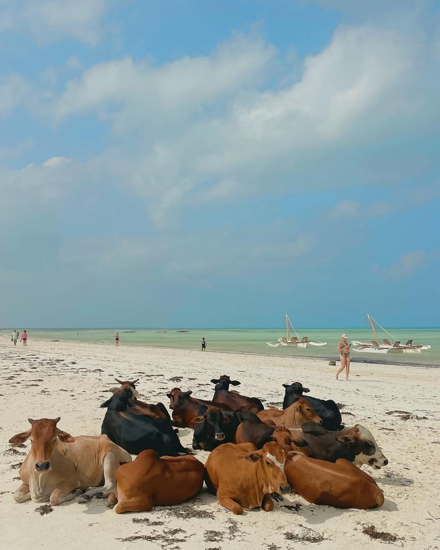Cows in Zanzibar