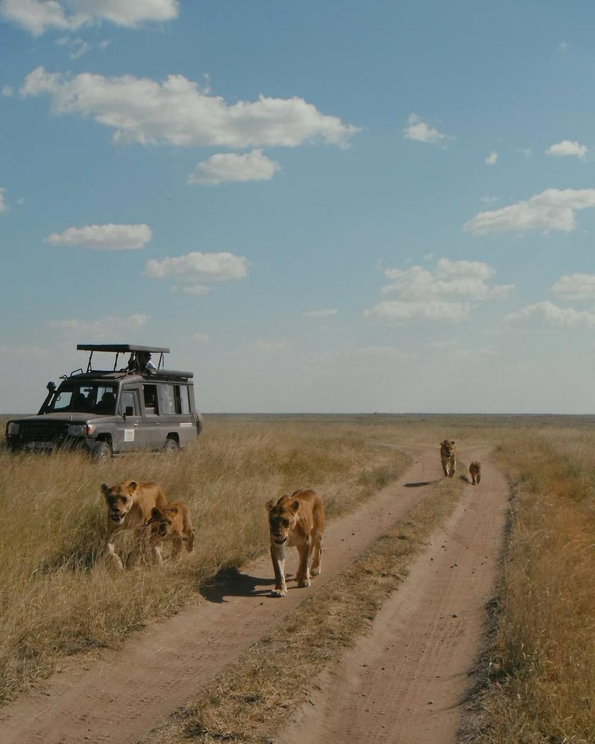 Lions at Sernegeti