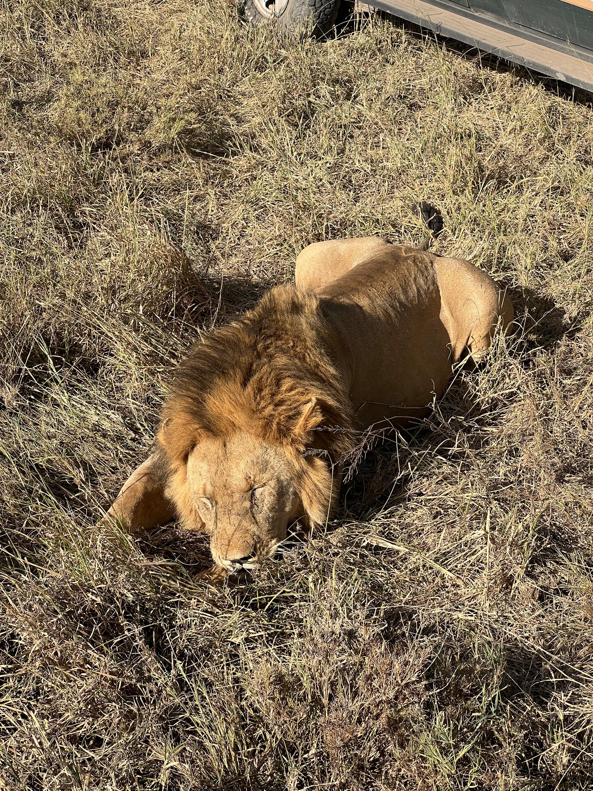 4-Day Wildebeest Migration, Western Serengeti (May-July)