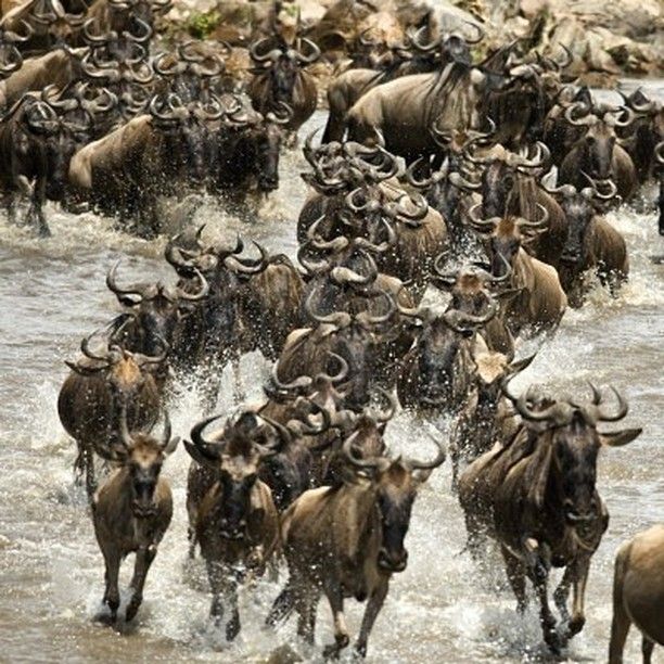 Great Migration Safari in Tanzania – Witness Nature’s Most Powerful Wildlife Event with Jambo Masai Tours