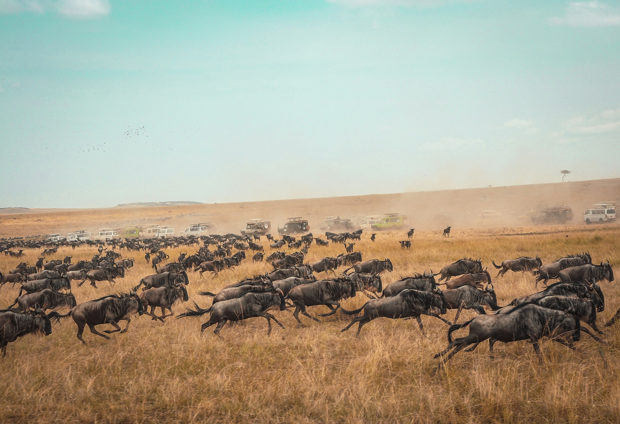 6-Day Mara, Serengeti & Ngorongoro in One Epic Journey Tanzania