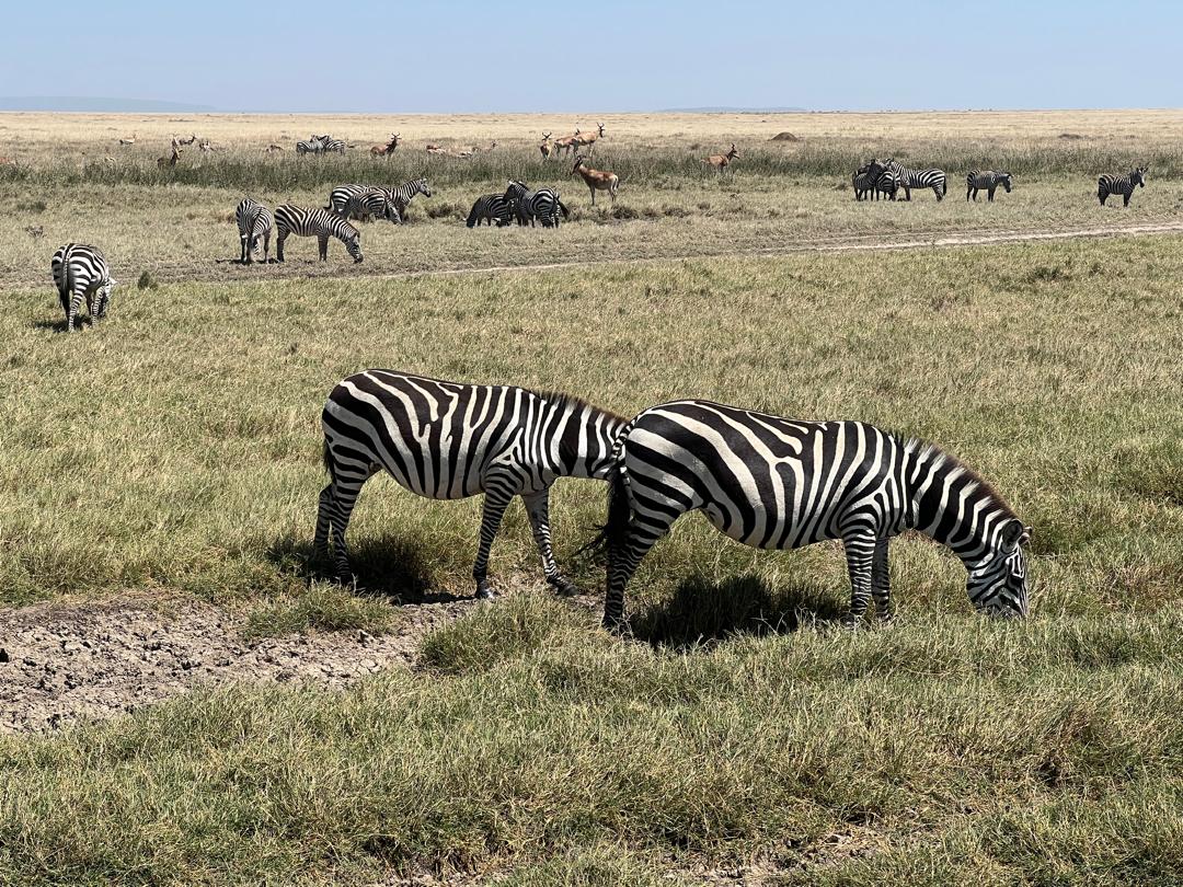 5-Day Wildebeest Calving Adventure in Ndutu
