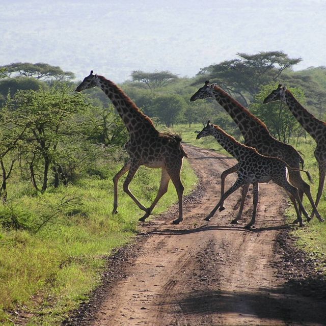 5-Day Ndutu Great Migration Safari from Zanzibar