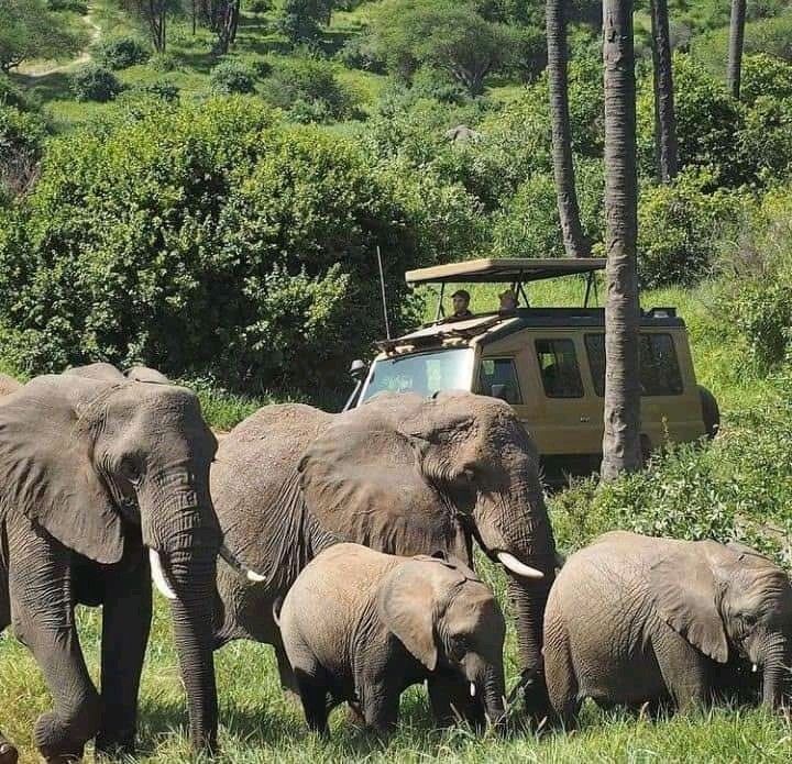 3-Day The Calving Migration Zanzibar to Ndutu