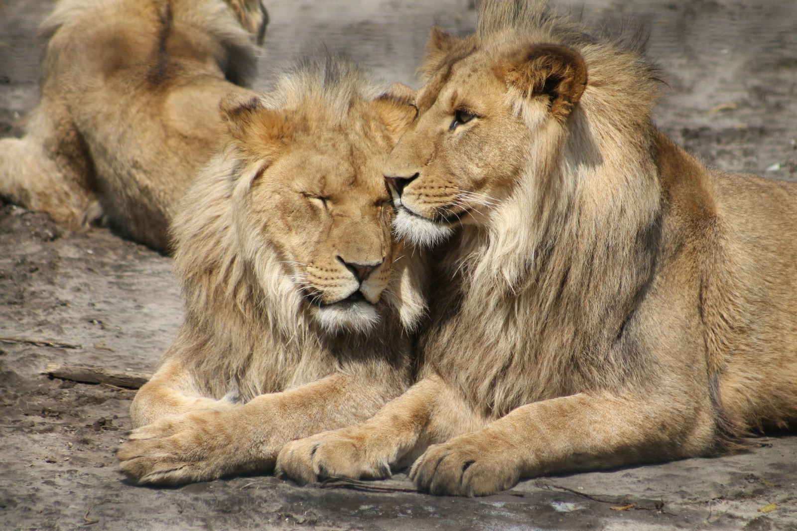 2-Day Affordable 2-Day Safari in Northern Tanzania