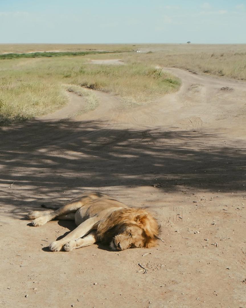 Serengeti