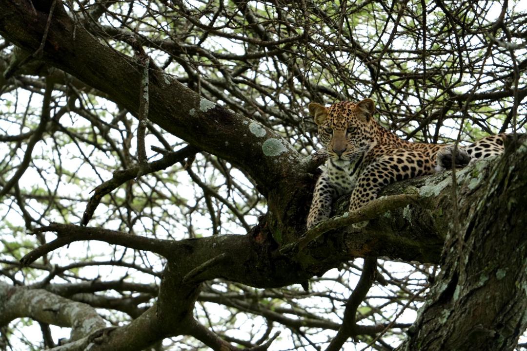 Serengeti