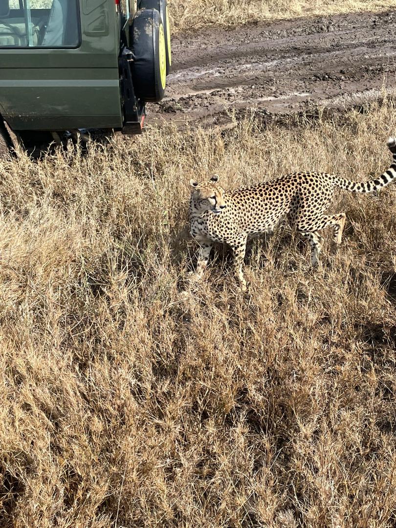 Serengeti