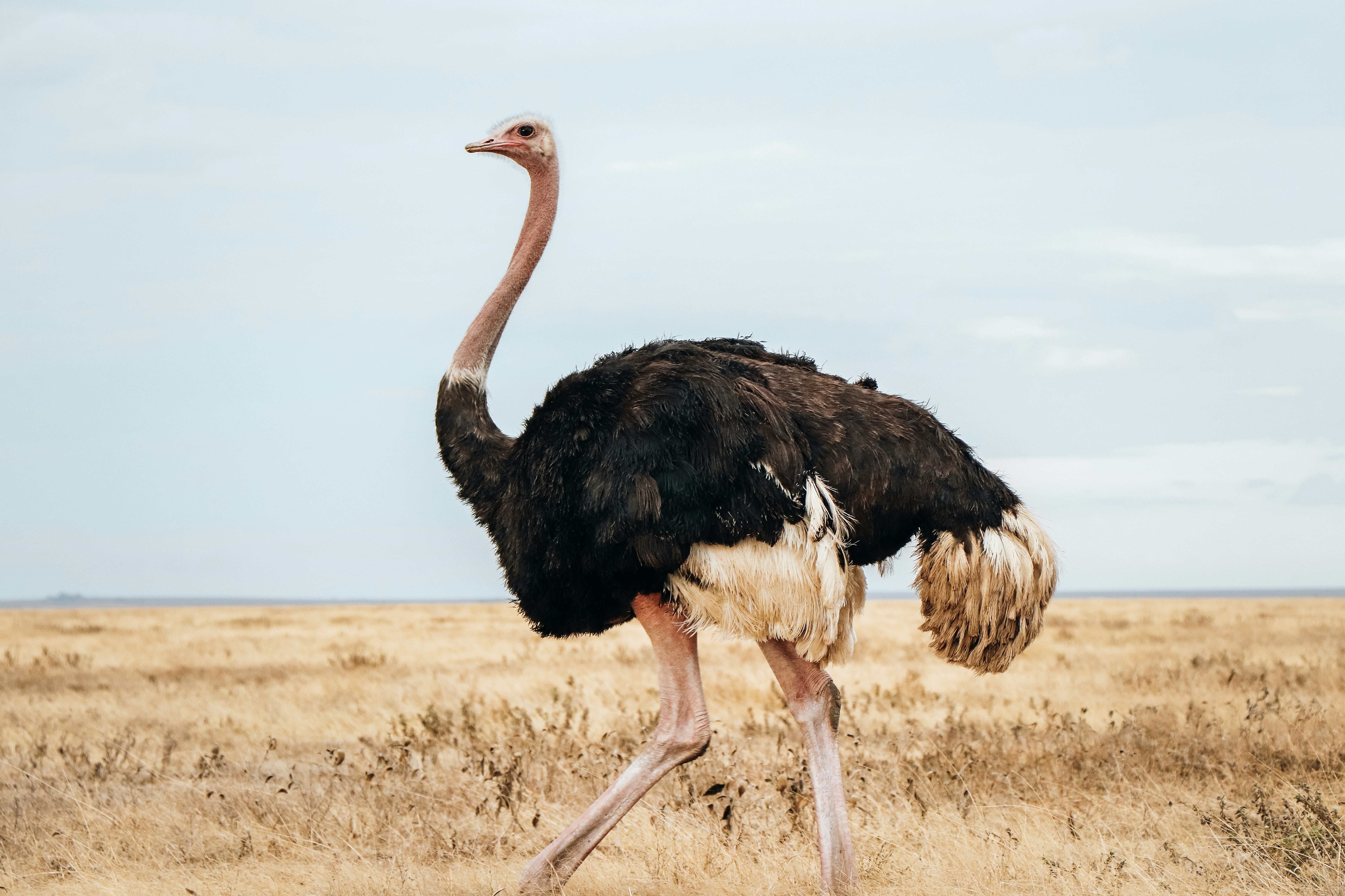 Tarangire National Park