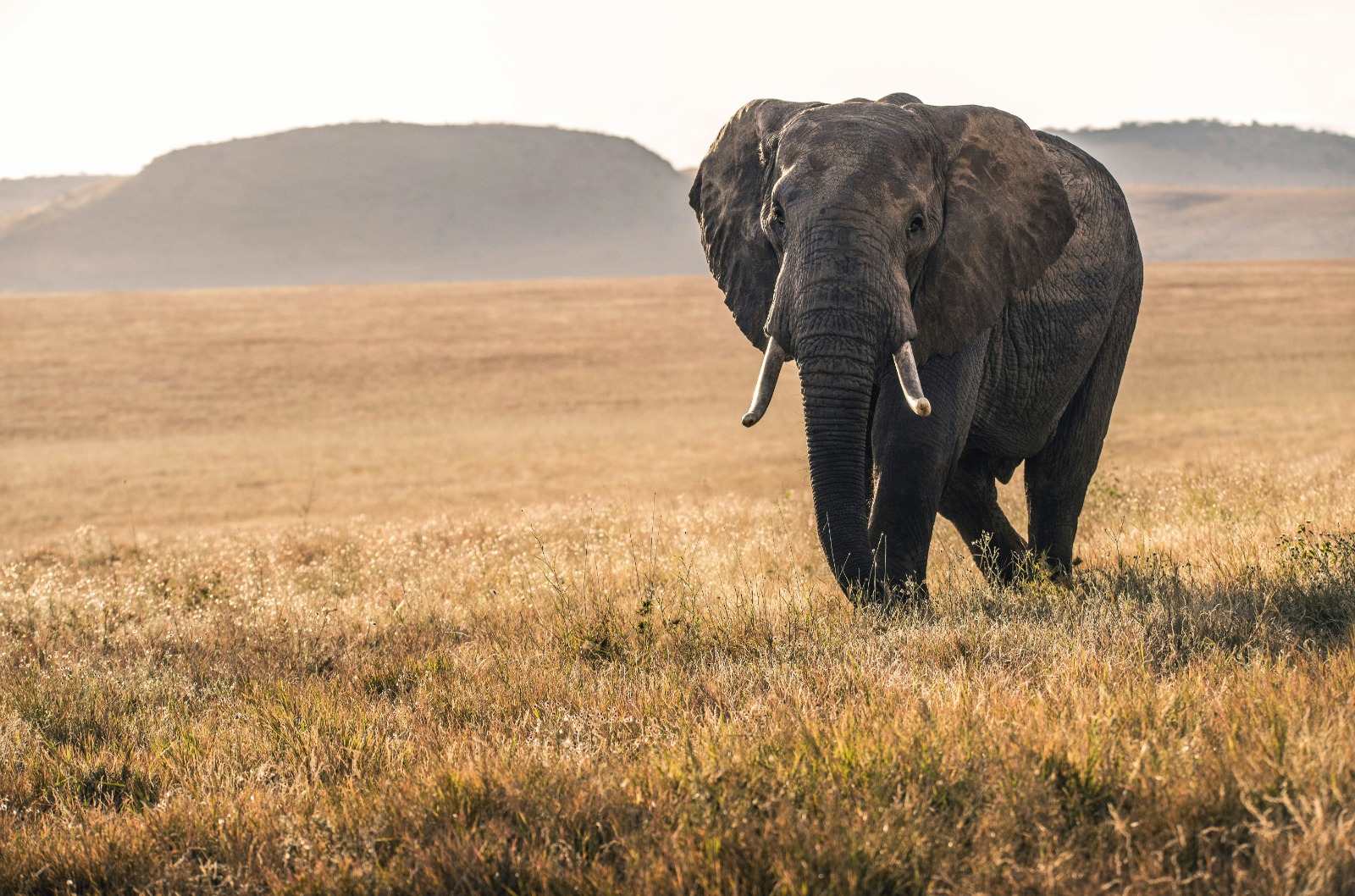 5-Day Tanzania Wild Adventures to the Lakes and Parks