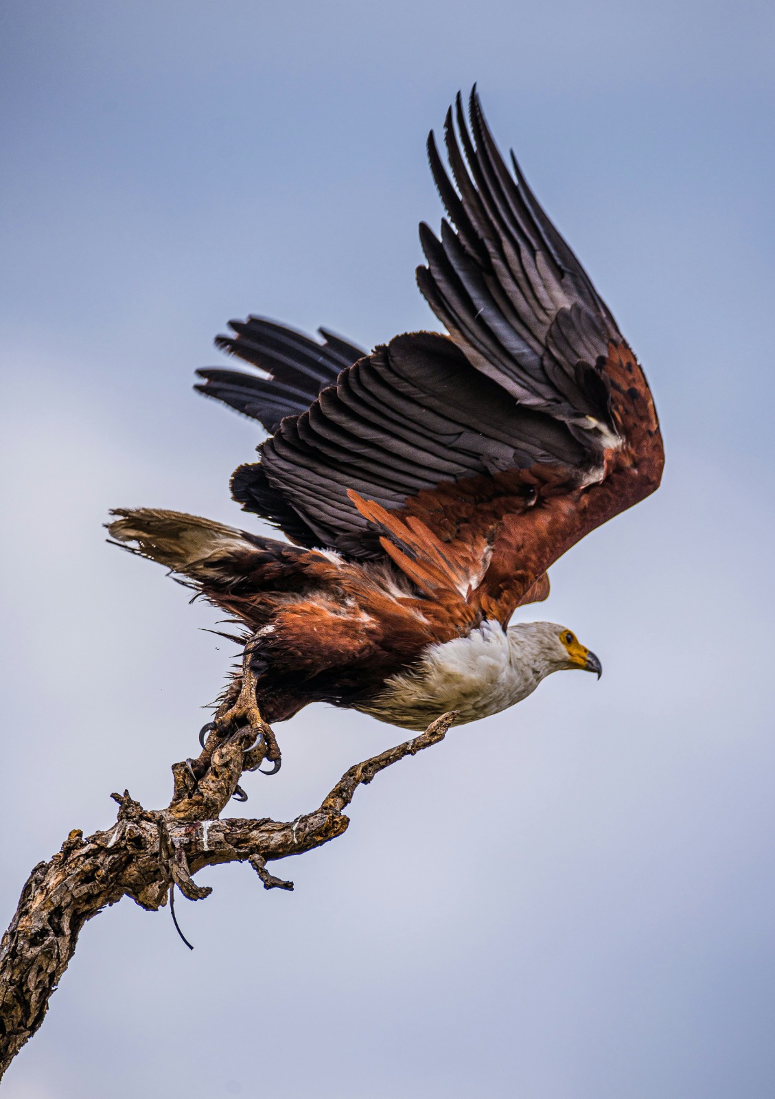 5-Day Flight from and Back to Zanzibar to Serengeti NP