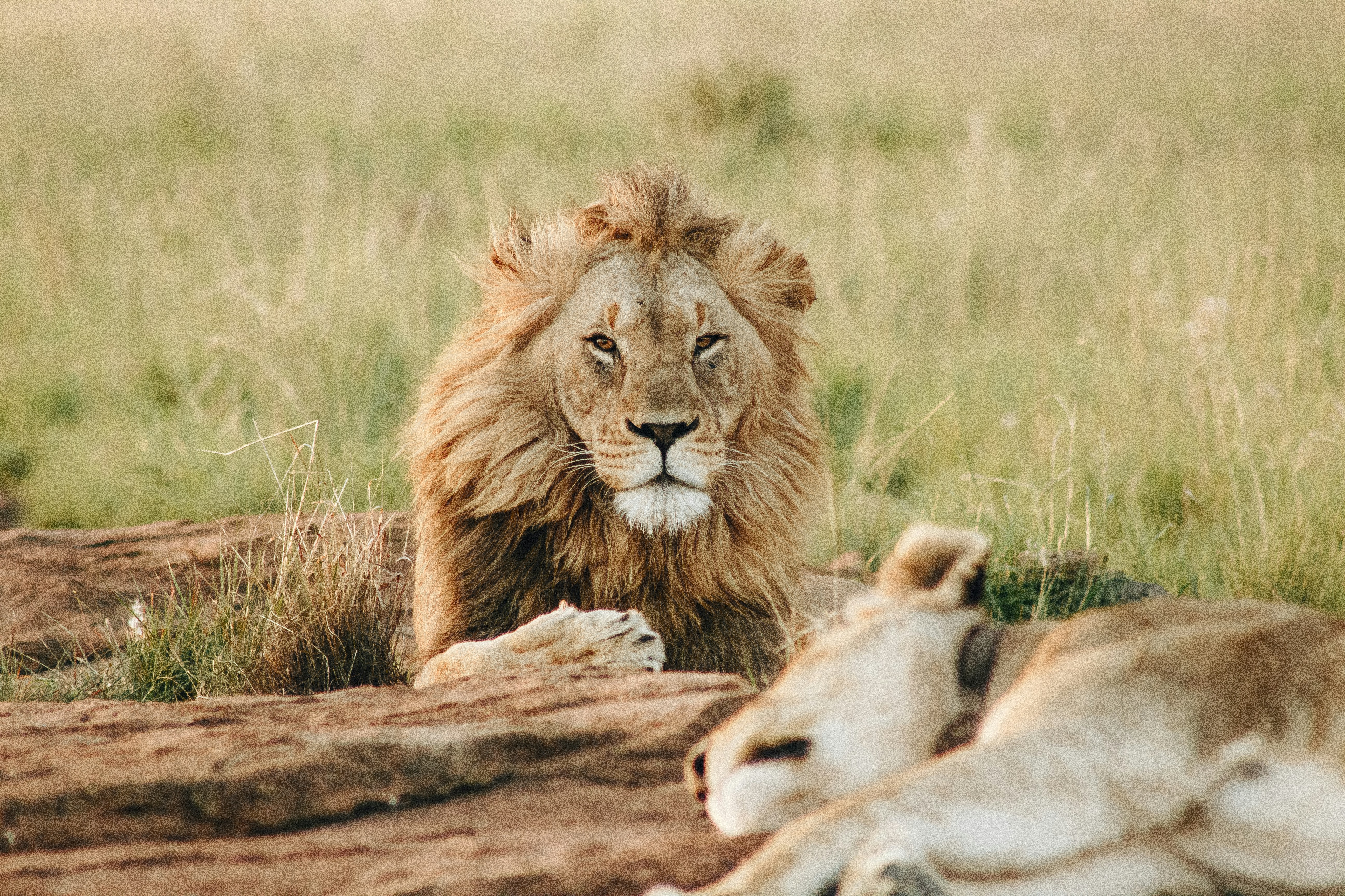 Lion In Serengeti