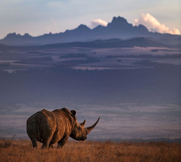 Black Rhino In Ngorongoro Crater