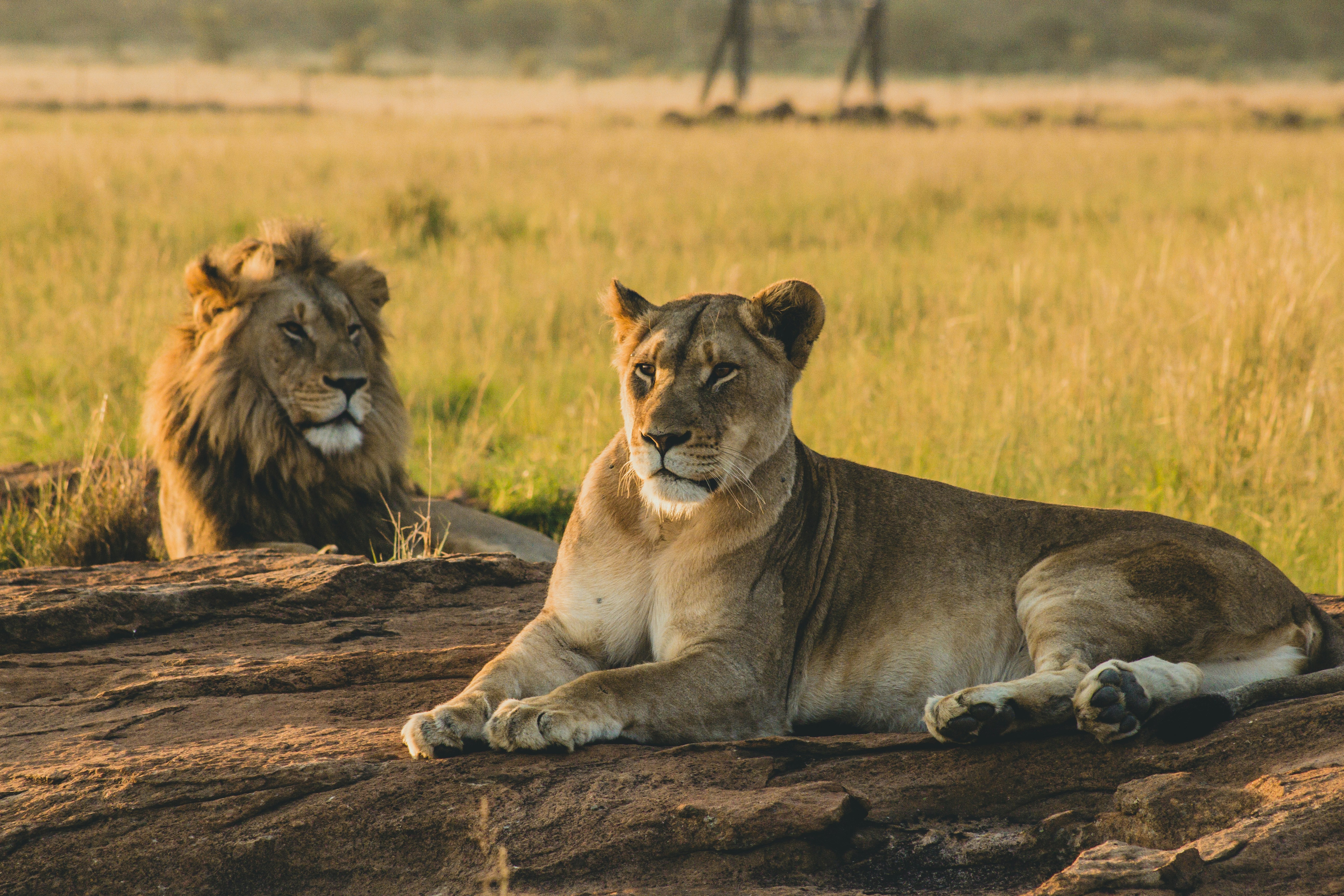 Lioness
