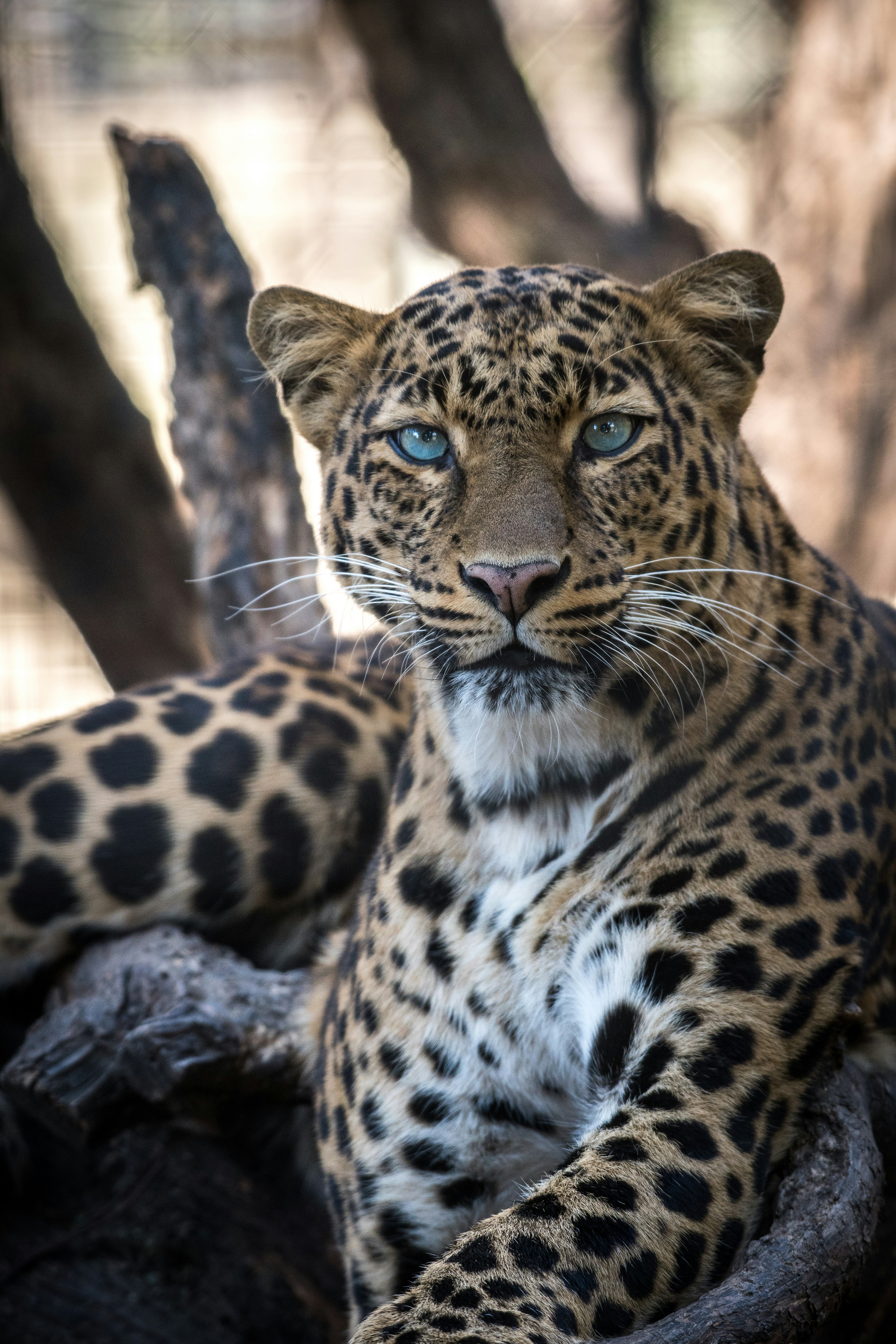 Leopard