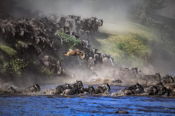 Northern Serengeti Tanzania Safari