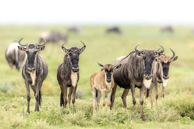 Ndutu Area Tanzania Safari