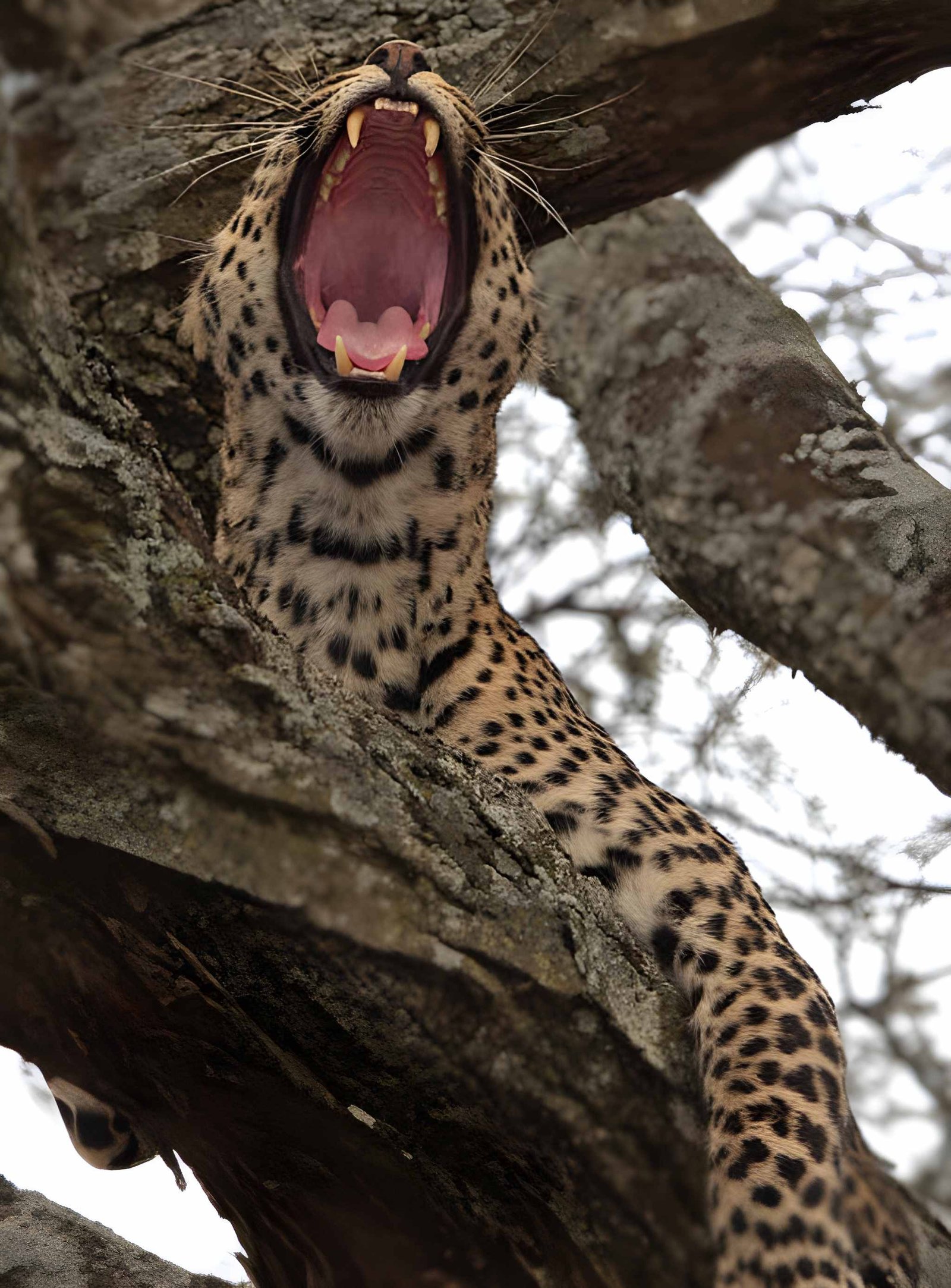 Close-up of a leopard draped over a thick tree branch, its spotted coat blending into the bark and foliage.
