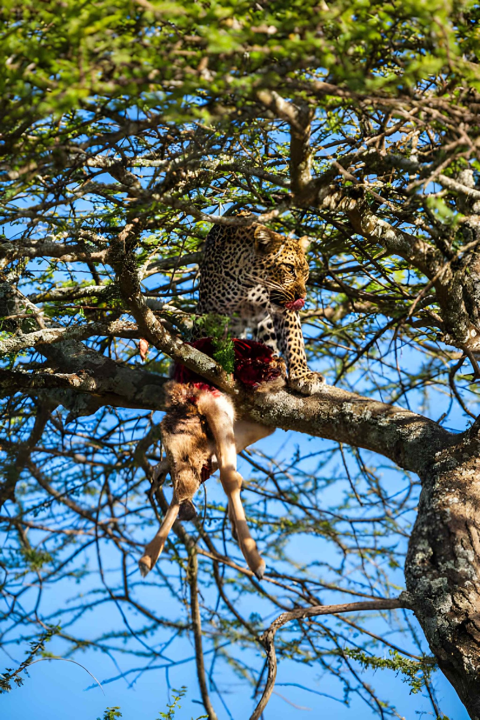 A leopard crouched on a thick tree branch, looking downward through the sunlit foliage.