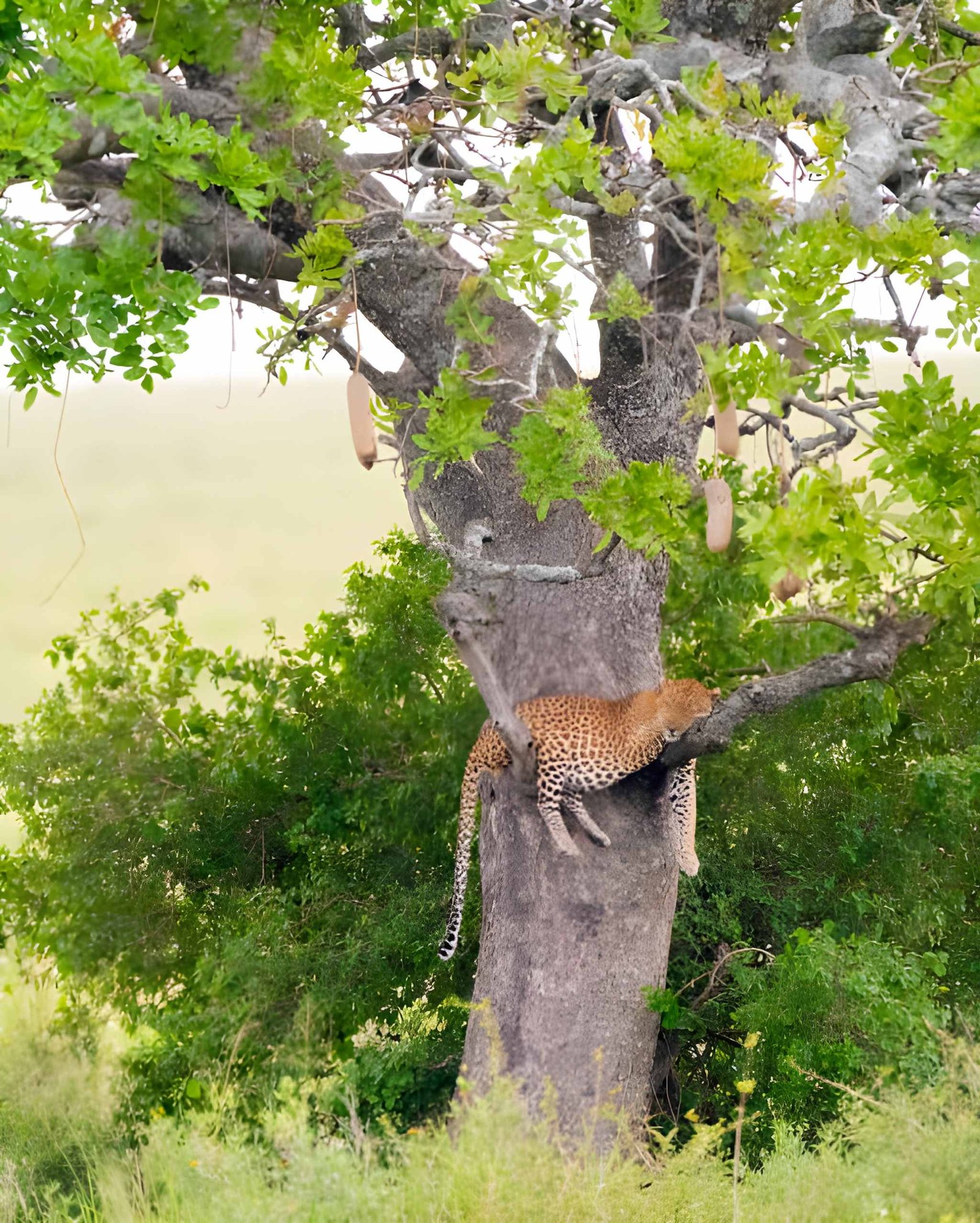 leopard standing alert on a lichen-covered rock outcrop, gazing out across the savanna.