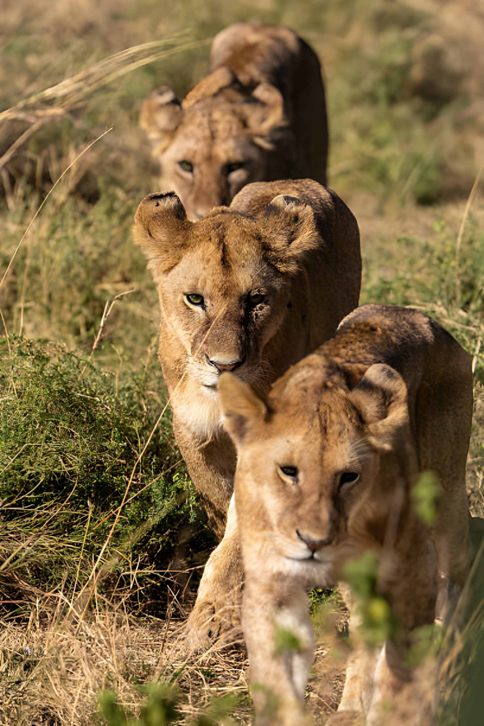 Two lionesses resting closely together in tall grass, one nuzzling the other under warm sunlight.