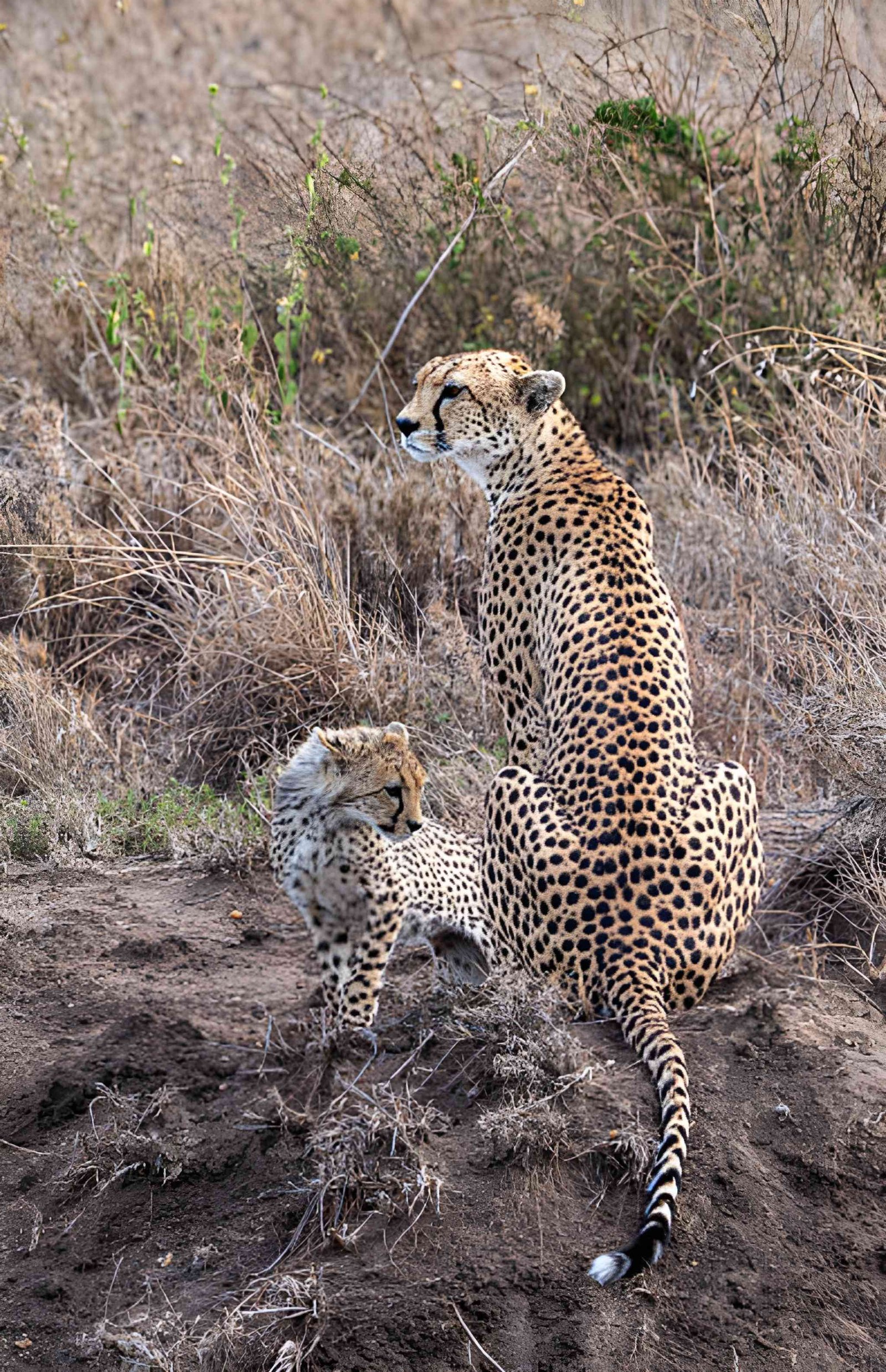 A cheetah resting on a large tree branch, looking down into the surrounding savanna.