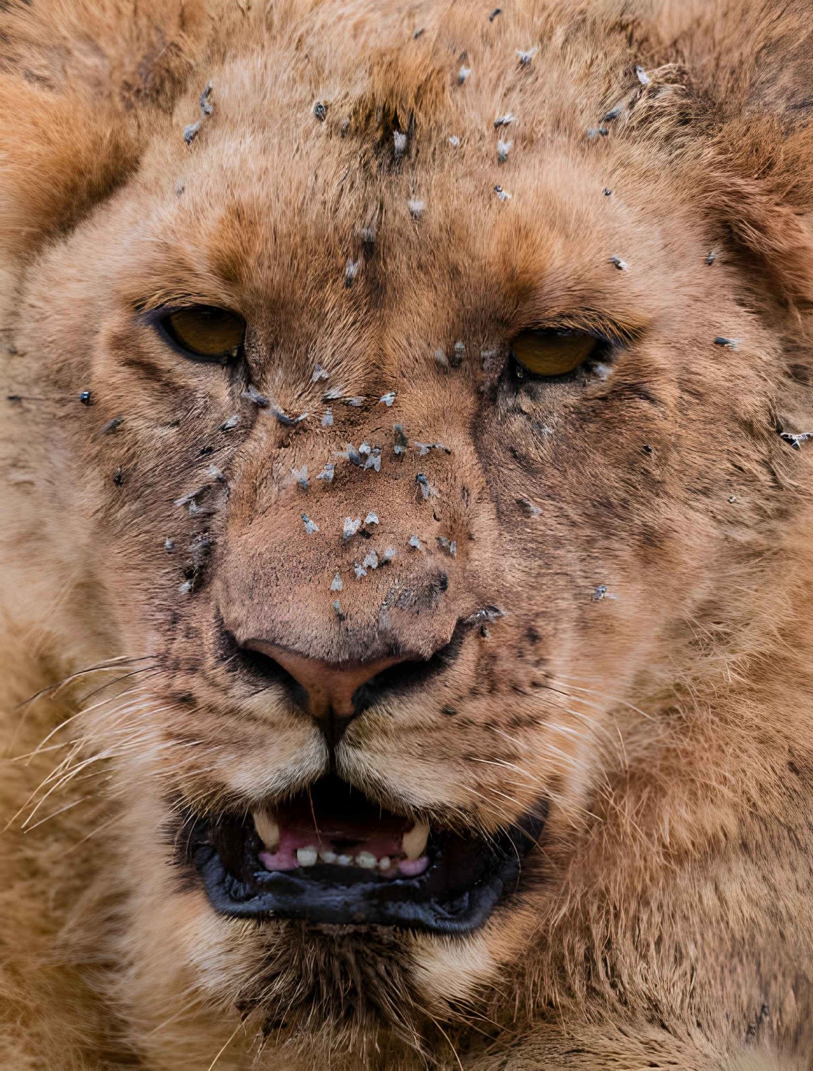 Close-up profile of a leopard's face and eyes showing its intricate spotted pattern.