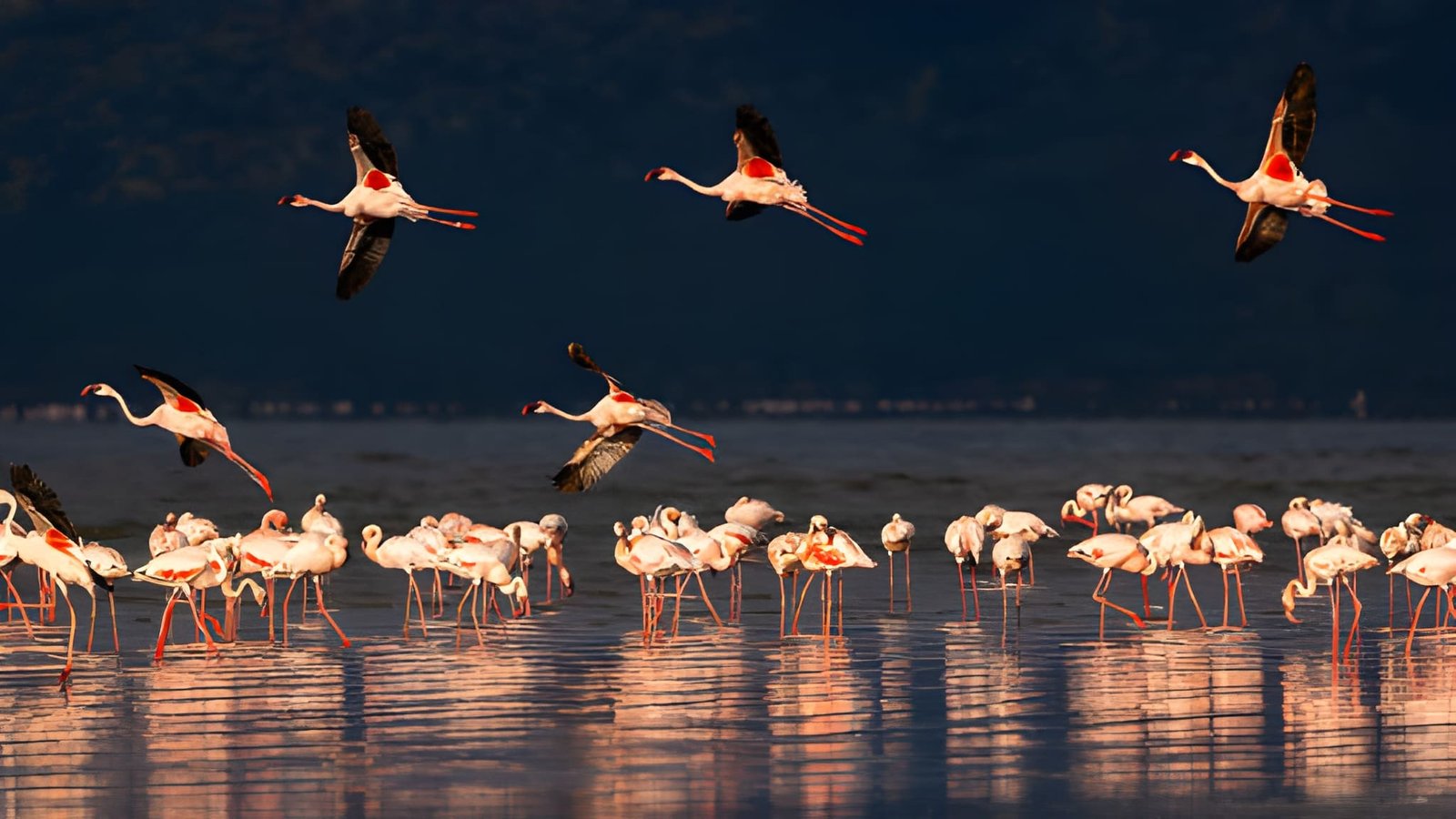 Flamingos taking flight low over a lake, with the reflection of the sky and birds on the water's surface.
