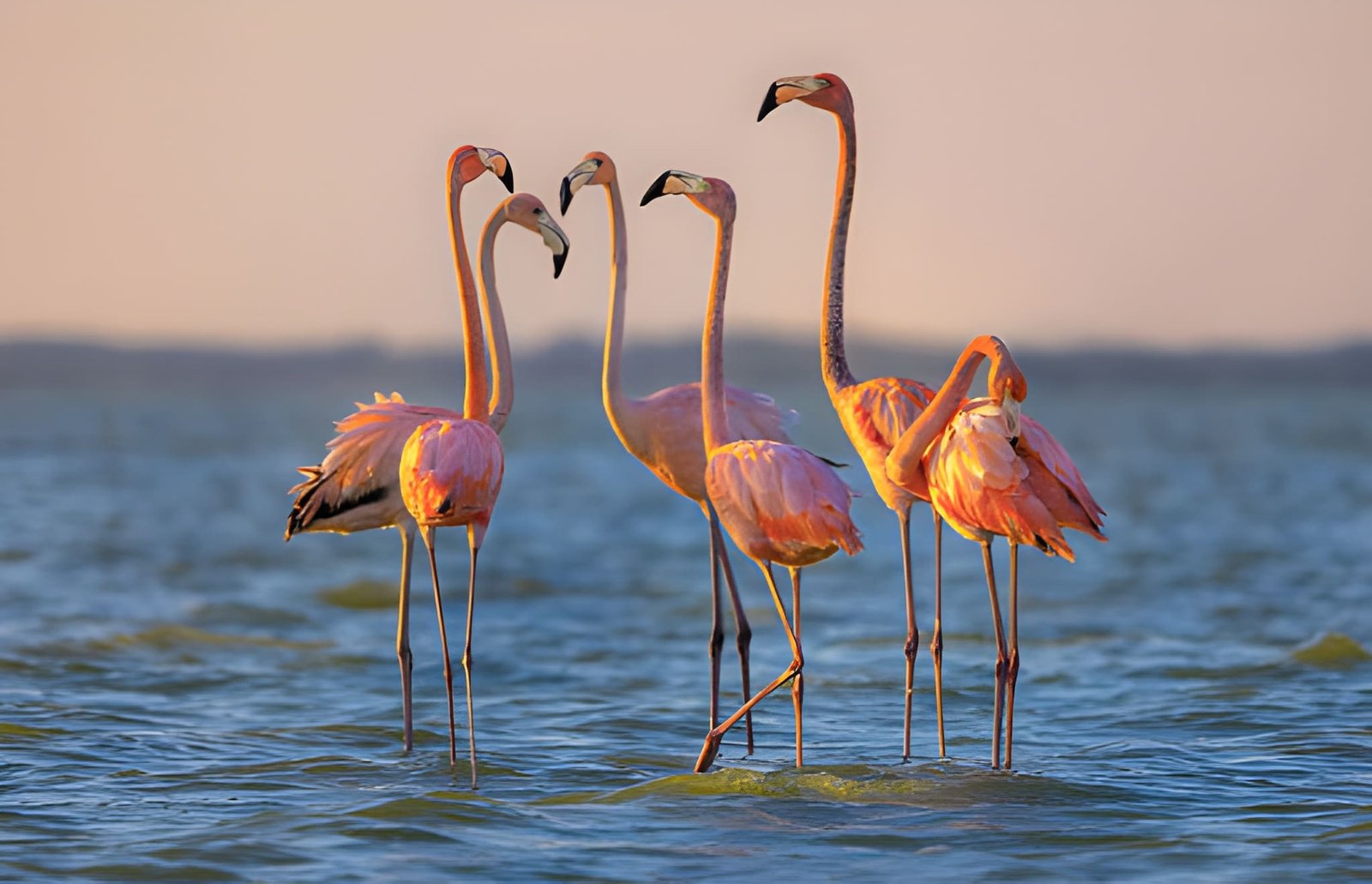 A group of flamingos standing close together in shallow water against a bright sky.