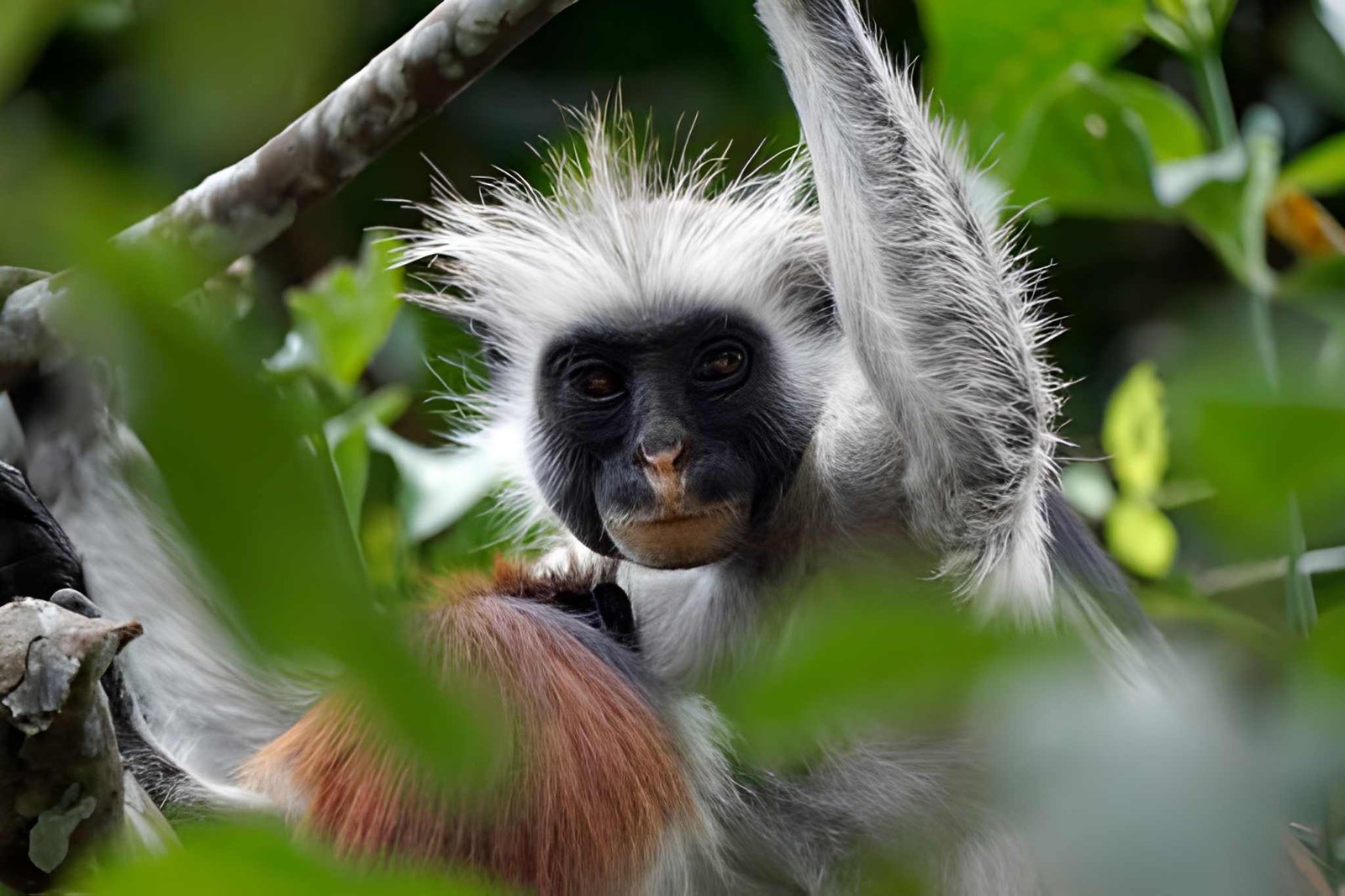 A Black-and-White Colobus monkey clinging to tree branches in a forest canopy.