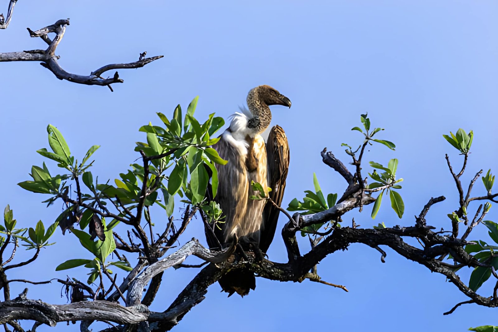 Vultures perched on dry acacia tree branches against a bright blue sky.