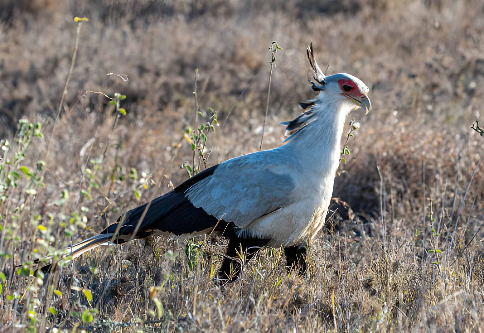 A Secretarybird with its distinct black crest feathers walking through open grassland soil.