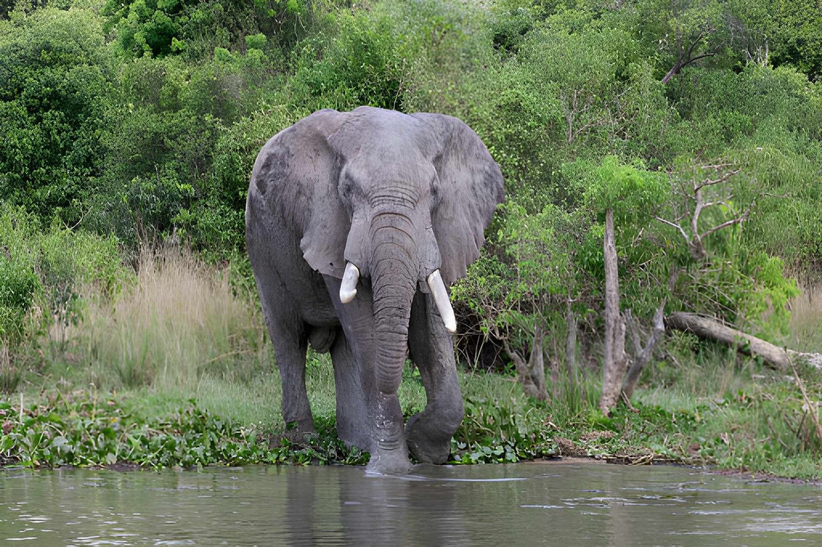 An African elephant walking through open grassland, kicking up dust with its trunk lowered.