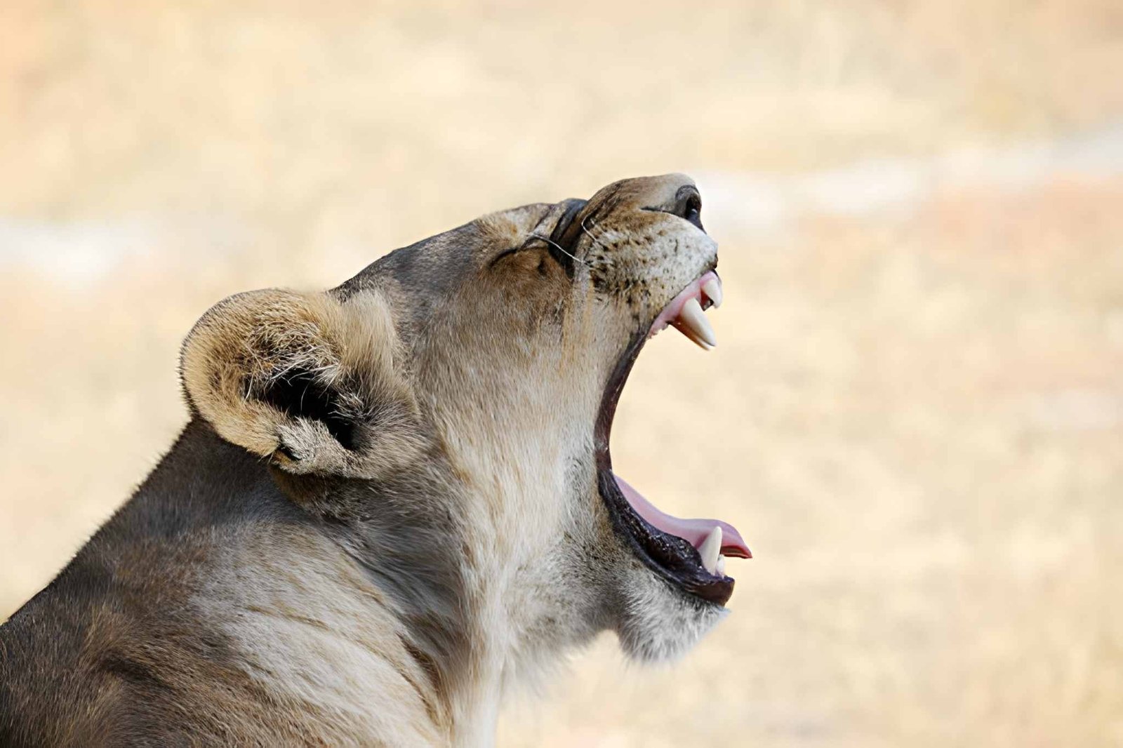 Close-up of a lion yawning widely, showing its teeth and mane against a soft background.
