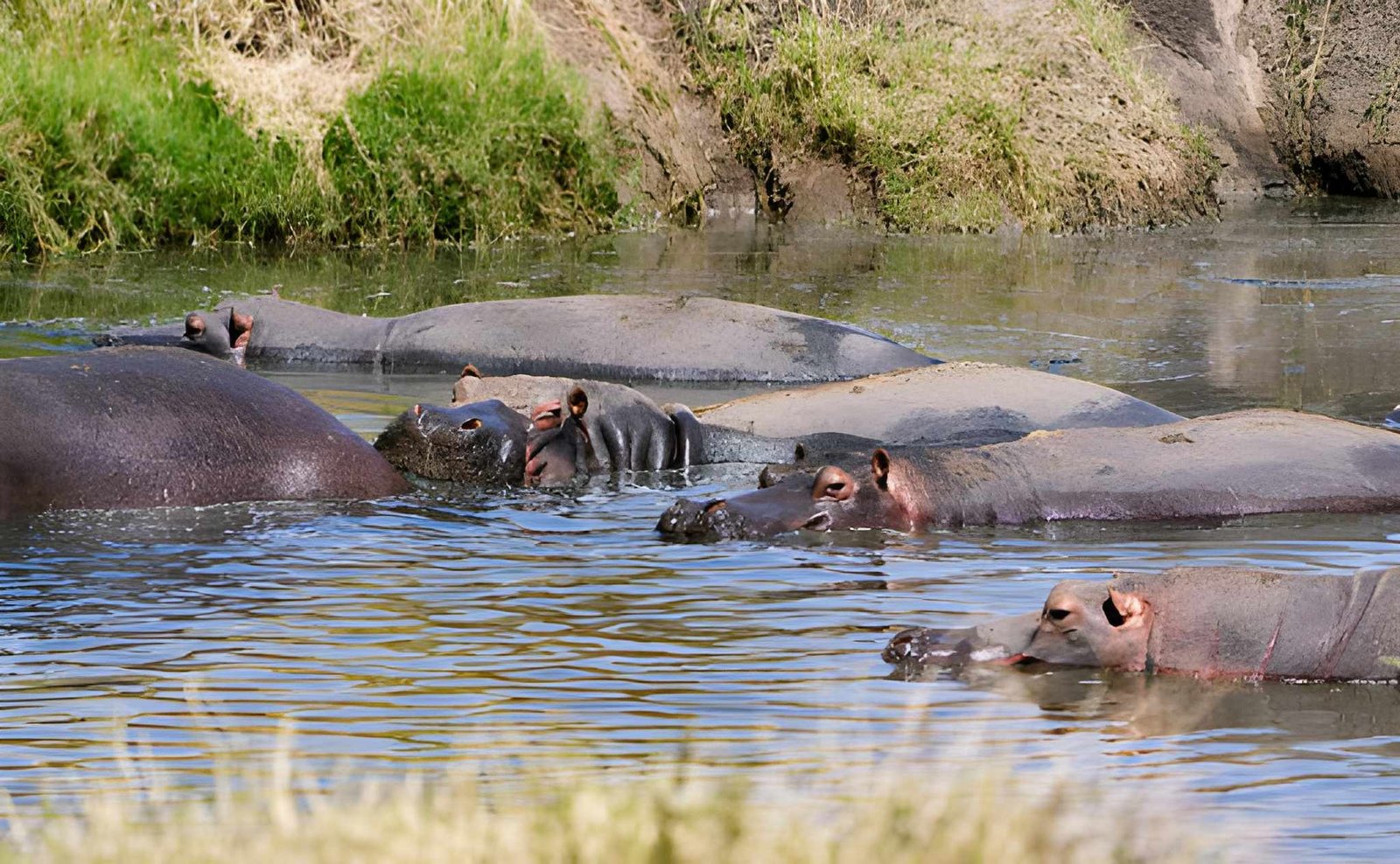 A pod of hippopotamuses submerged in a muddy river with their heads and backs resting above the water.