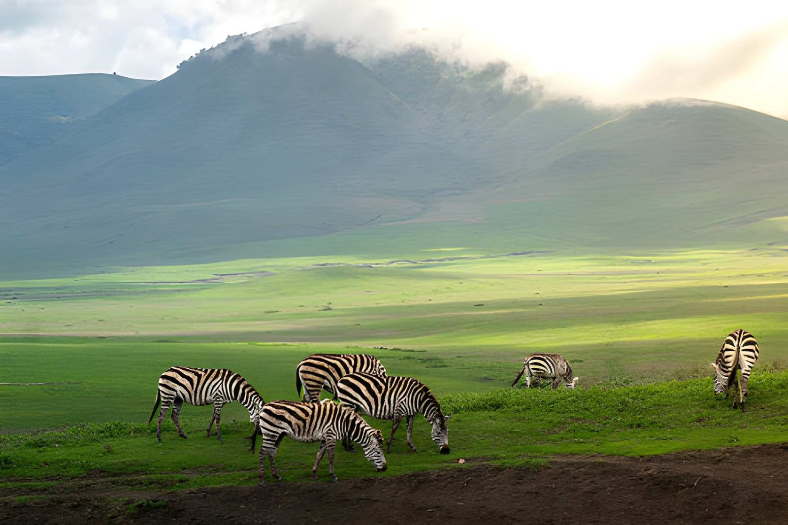 Zebras grazing on a wide, lush green plain with rolling hills and mountains in the background.