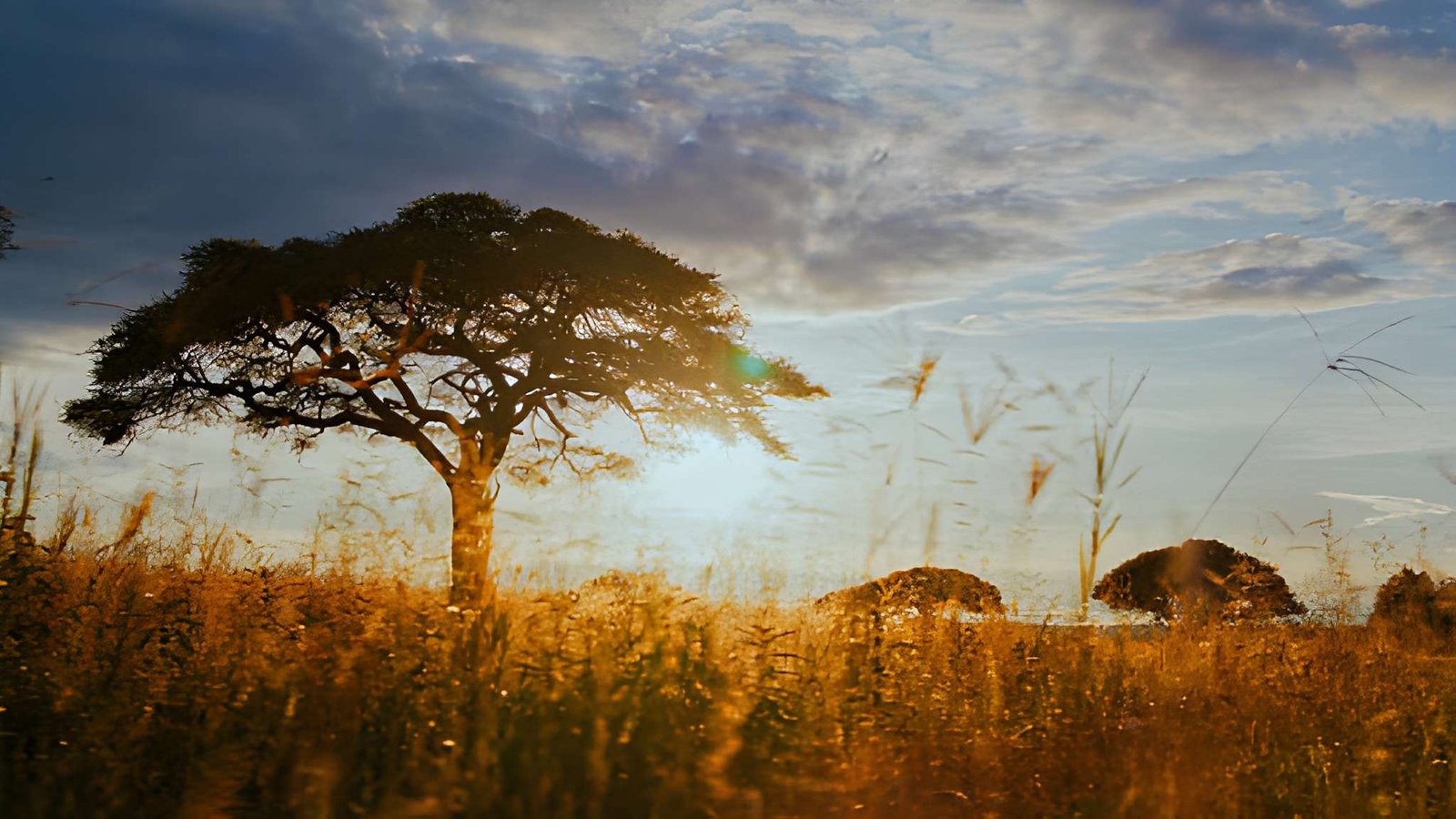 A solitary silhouette of an acacia tree against a dramatic golden sky at sunset.