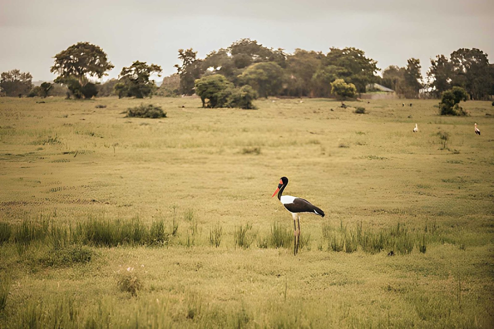 A marabou stork walking through grassy plains with acacia trees scattered in the distance.